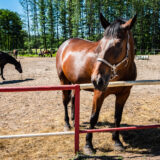 2018-05-29-KON-Horse-Stadnina-MUSTANG-Fotograf-MaWySte-2