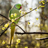 2020-03-24-Papuga-Papagei-Fotograf-Tierfotograf-Mannheim-MaWySte-3