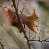 2024-03-14-Wiewiórka-Eichhornchen-Squirrel-LUZENBERG-Fotograf-Mannheim-Magdalena-Wyrębek-Nikon-1