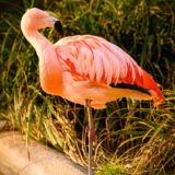 2025-03-09-Tiergarten-WORMS-Flaming-Flamingo-Fotografin-Deutschland-Germany-Tier-Animal-Park-ZOO-Fotograf-Mannheim-Magdalena-Wyrębek-Nikon-1