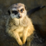 2025-03-09-Tiergarten-WORMS-Surykatka-Erdmännchen-Meerkat-Fotografin-Deutschland-Germany-Tier-Animal-ZOO-Fotograf-Mannheim-Magdalena-Wyrębek-Nikon-1-3