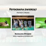 Nowy Kanał na YouTube | Nowe filmy – ZWIERZĘTA – NATUR FOTOGRAFIE