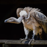 2022-05-15-DEISY-SĘP-Geier-Vulture-KURPFALZ-PARK-Wachenheim-Polski-Fotograf-Mannheim-Magdalena-Wyrębek-Nikon-1
