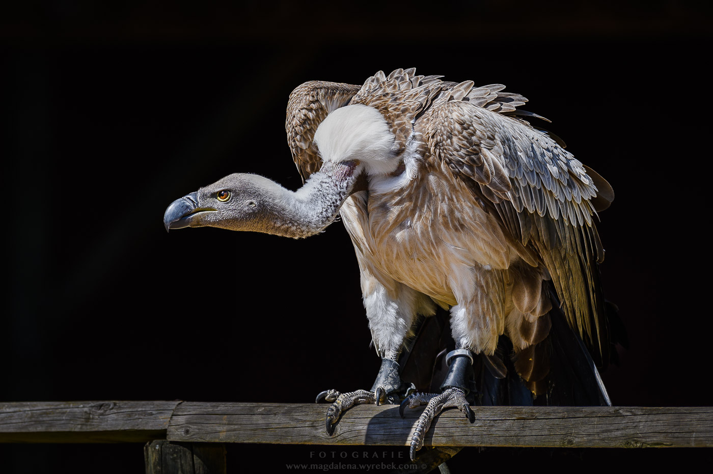 2022-05-15-DEISY-SĘP-Geier-Vulture-KURPFALZ-PARK-Wachenheim-Polski-Fotograf-Mannheim-Magdalena-Wyrębek-Nikon-1