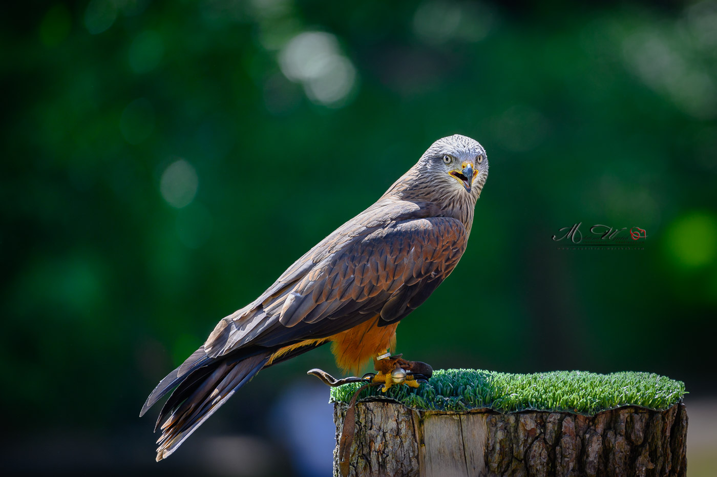 2022-05-15-KANIA-RUDA-RDZAWA-KURPFALZ-PARK-Wachenheim-Polski-Fotograf-Mannheim-Magdalena-Wyrębek-Nikon-1