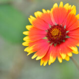 2018-07-13 – Herzogenriedpark – Kolor – Farbe – Color – CZERWONY – RED – ROT – Fotograf – MANNHEIM – Magdalena – Wyrebek – Nikon -8